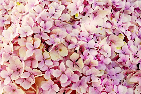 hydrangea-3659614_1920