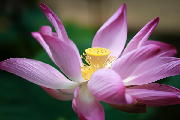 lotus-7063576_1280