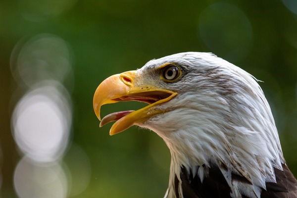 adler-5522202_1920