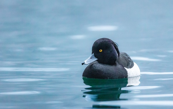 duck-g1519c2373_1920