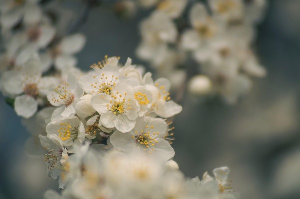 plum-blossom-7933169_1280 (1)