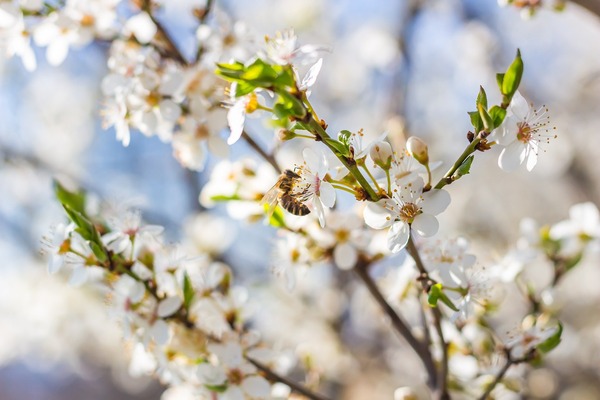 plum-blossom-6169571_1920