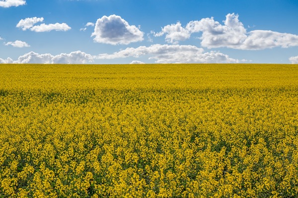 canola-fields-4107158_1920