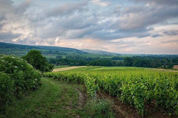 vineyard-6399505_1920