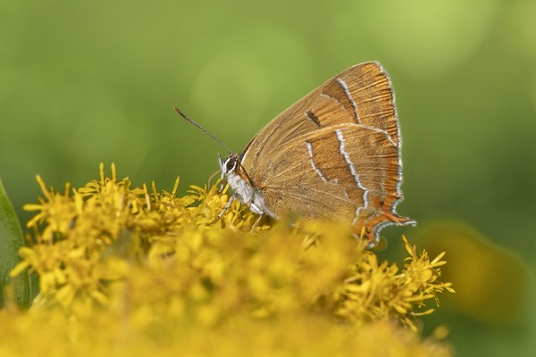 butterfly-gbc454eb40_1920