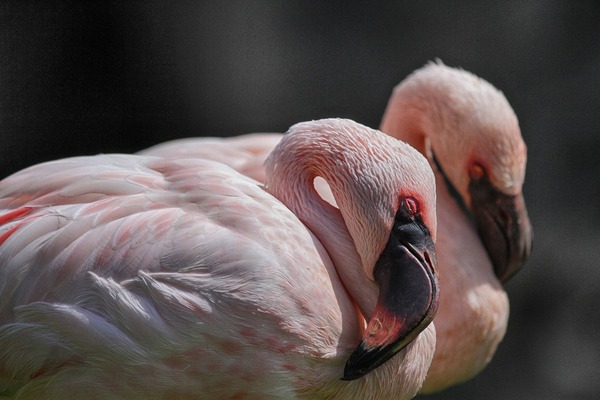 flamingo-5332314_1920