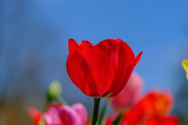 tulip-4812294_1920