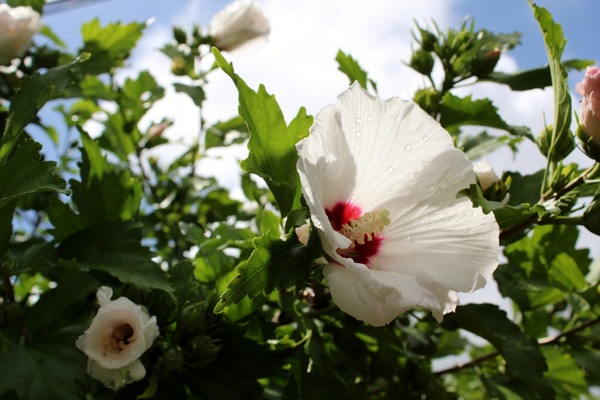 rose-of-sharon-3561513_1920