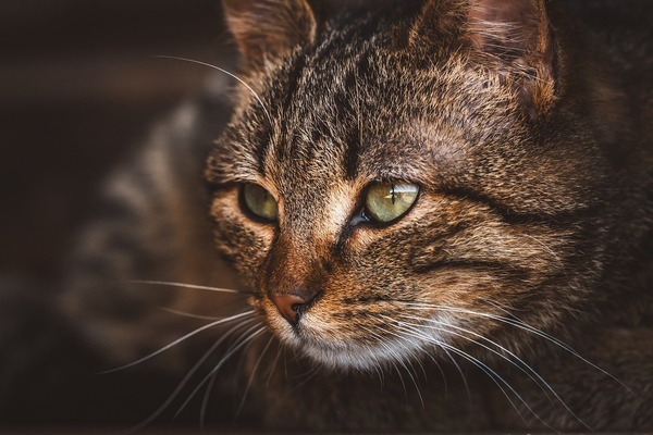 cat-8611246_1280
