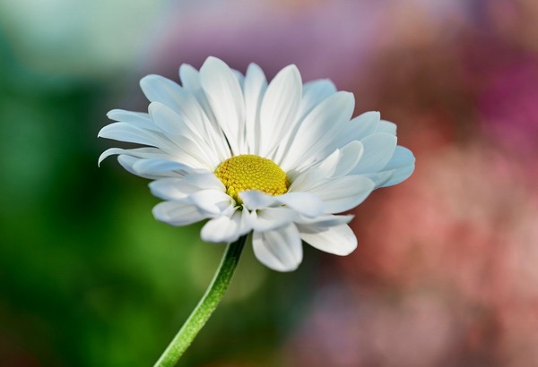 wj_y2017fufu-daisy-10139490_1280