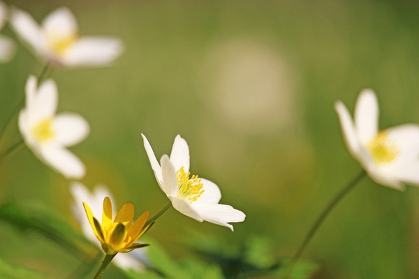 wood-anemone-4112178_1920