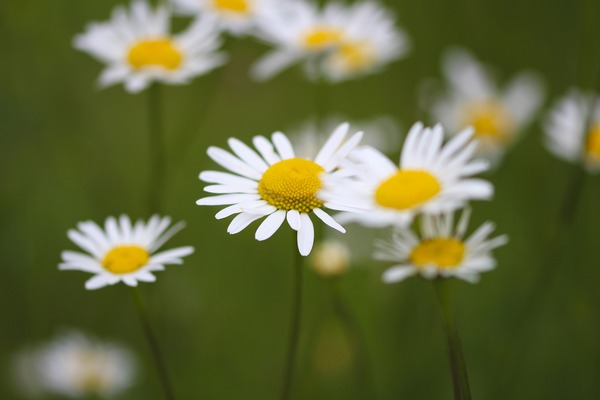 daisies-g3c432a4e4_1920