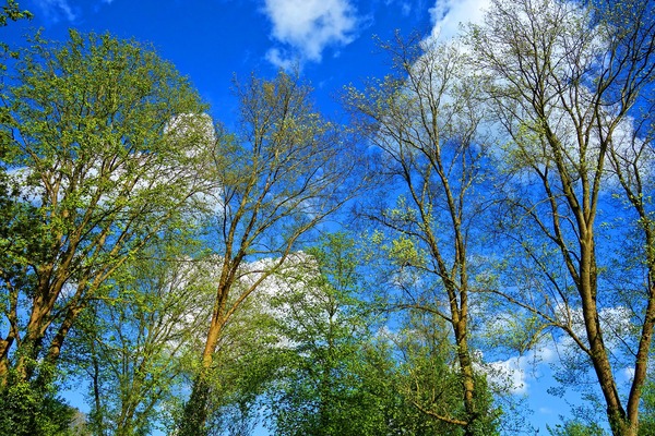 tree-3358897_1920