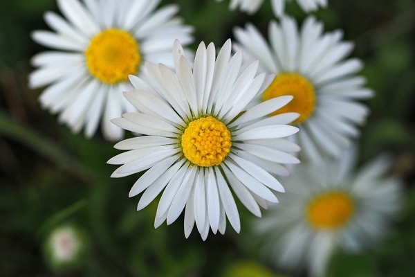 daisy-9549631_1280
