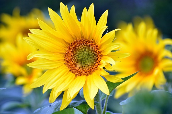 sunflowers-8351807_1280 (1)