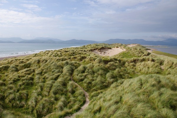 grass-5834596_1920