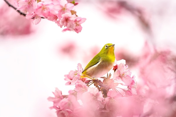 bird-7082154_1280 (1)