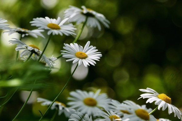 flowers-6300441_1920