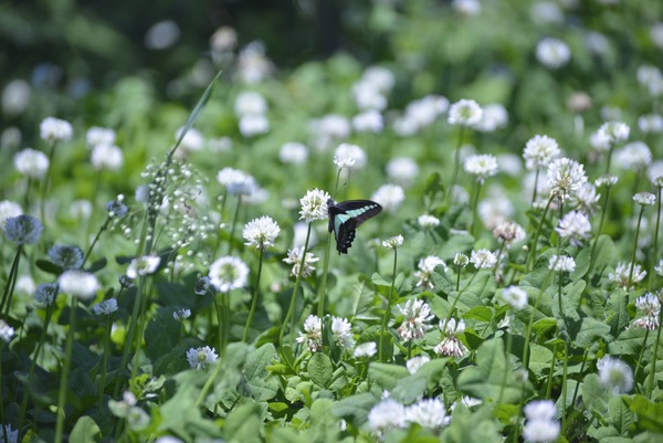 masaushi-insect-8752083 (1)