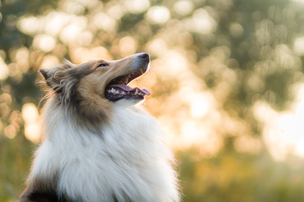 rough-collie-5778136_1920