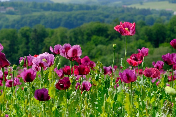 poppy-5204043_1920