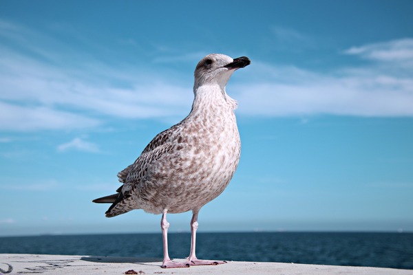 seagull-g02e040d44_1920