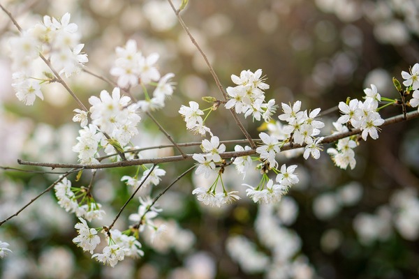flower-6086288_1920