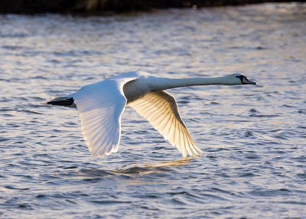 theotherkev-swan-7737682_1280