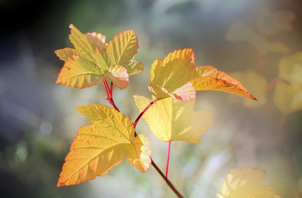 leaves-5717222_1920