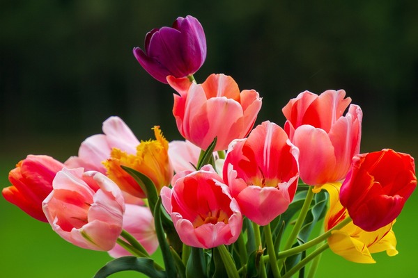 tulips-5361990_1920