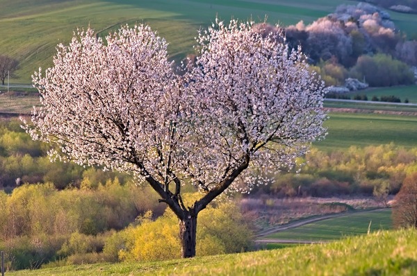 tree-5255288_1920