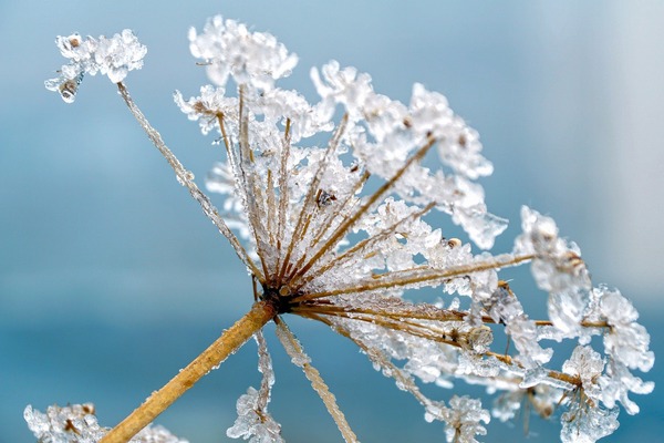 meadow-hogweed-4530921_1920