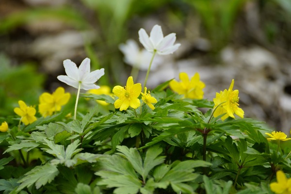 anemone-ranunculoides-7956776_1920