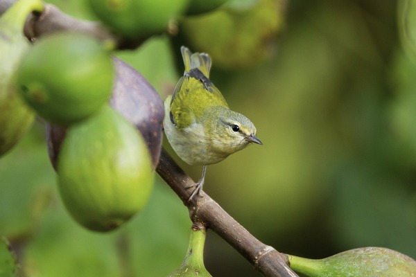 tennessee-warbler-gf48d30381_1920