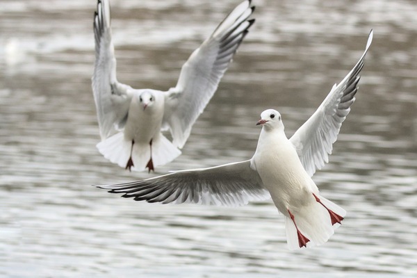 seagulls-g054975e61_1920