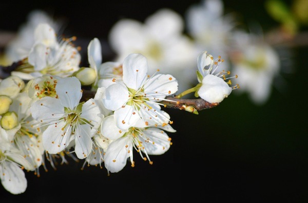 white-flowers-7946058_1280