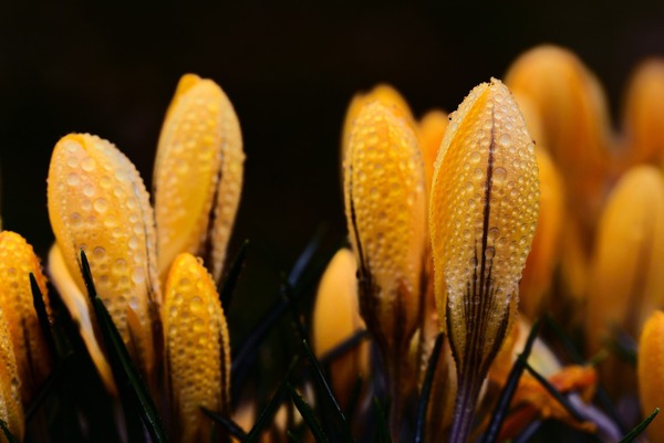 crocus-6089299_1920