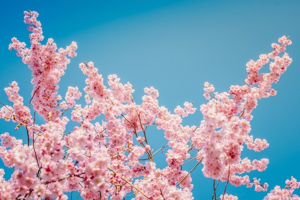 sakura-3293045_1280