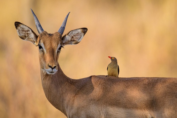 impala-5873636_1920