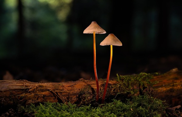 mushroom-9883036_1280