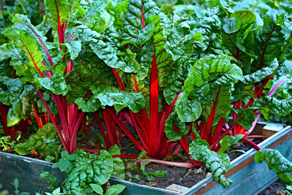 swiss-chard-3641280_1920