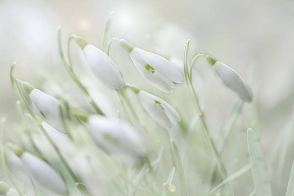 flower-4875870_1280