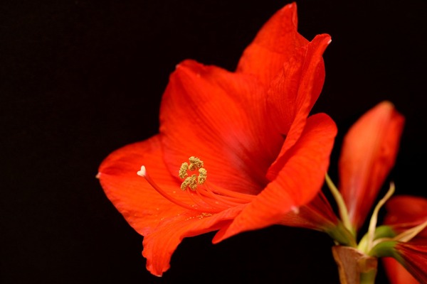 amaryllis-4701720_1920
