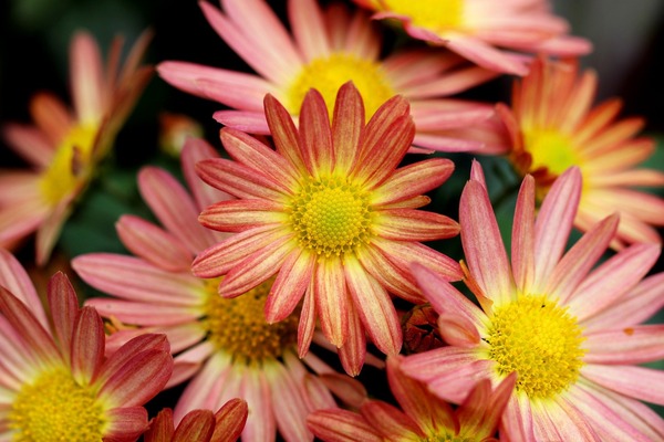 chrysanthemums-5698303_1920