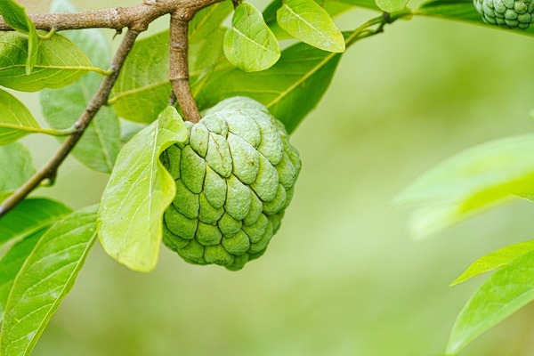 sugar-apple-8161386_1280