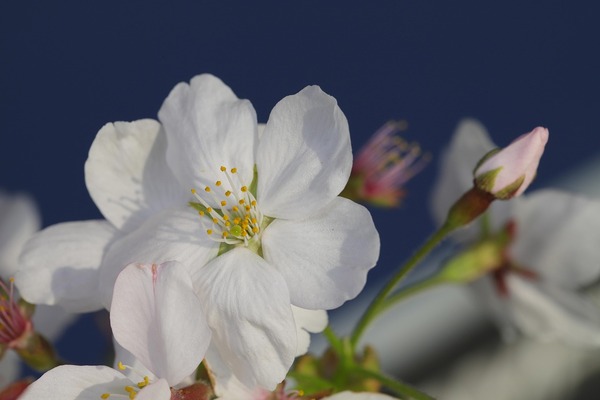 heungsoon-cherry-blossoms-5000242_1280