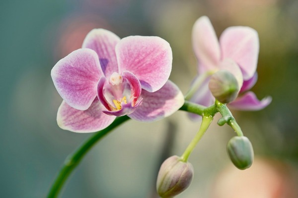 wj_y2017fufu-orchid-10084992_1280