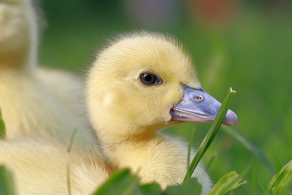 duckling-g4ab853407_1920