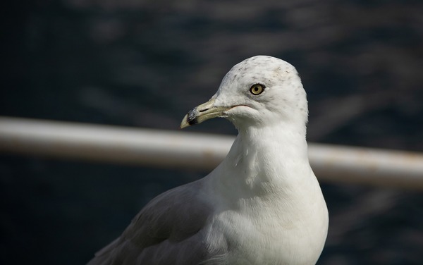 seagull-5884998_1920