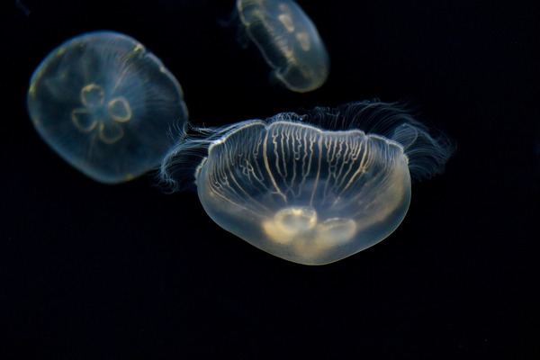 jellyfish-5592320_1920